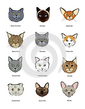 Collection feline muzzles kittens