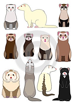 Collection of ferrets