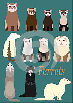 Collection of ferrets photo