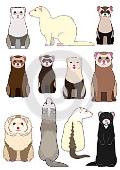 Collection of ferrets photo