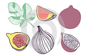 Collection of figs. Fruit, leaf and piece of fig. Vector hand drawn illustration in modern trendy flat style for web, print