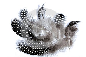 Collection of Fine Fluffy Spotted Guinea Fowl Feathers