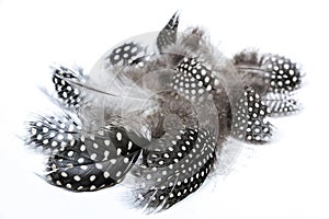 Collection of Fine Textured Guinea Fowl Feathers