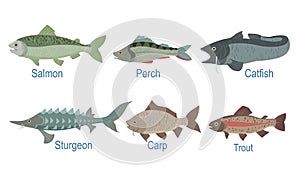 Collection of Fish Species with Name Subscription, Salmon, Perch, Catfish, Sturgeon, Carp, Trout Vector Illustration