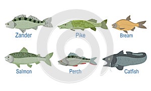Collection of Fish Species with Name Subscription, Zander, Pike, Bream , Salmon, Perch, Catfish Vector Illustration