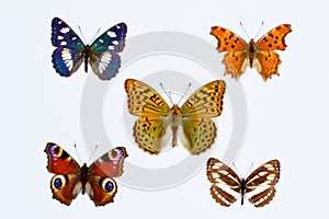 Collection of five brush footed butterflies on white photo