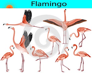 Collection of flamingo birds in colour image