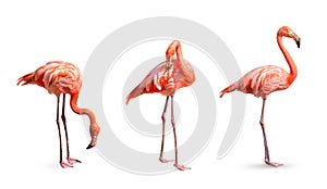 Collection, flamingo (Phoenicopterus ruber) Heart shape, neck curl and standing posture isolated on white background