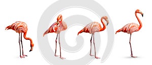 Collection, flamingo (Phoenicopterus ruber) Heart shape, neck curl and standing posture isolated on white background