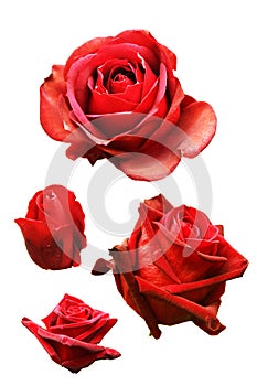 collection of flower of red rose Isolated on white background