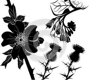 collection of flower silhouettes of medicinal plants comfrey, milk thistle, rose hip