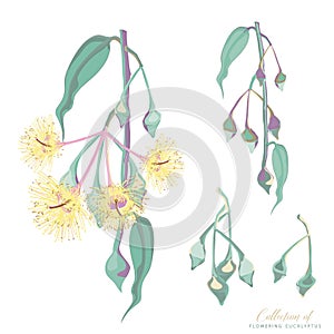 Collection of flowering eucalyptus tree flowers