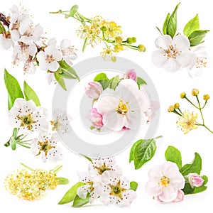 Collection of flowers of fruit trees