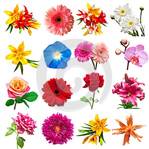 Collection flowers isolated on white background