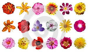 Collection of flowers