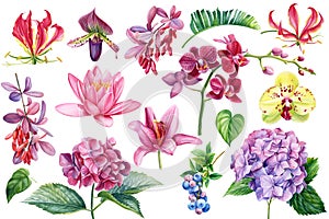 Aus Blumen Orchidee Hortensien, lilie Blaubeere Zweig lila. Aquarell botanisch illustrationen 