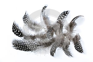 Collection of Fluffy Spotted Guinea Fowl Feathers