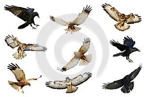 Collection of flying birds isolated on white background raven common buzzard marsh harrier