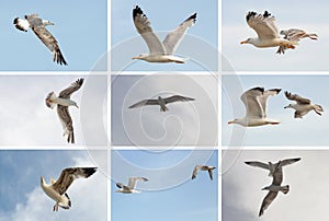 Collection of flying seagull birds on blue sky background. Summer beach themes