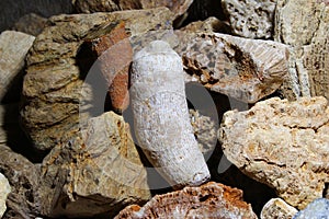 A collection of fossilized fossil sponges and corals