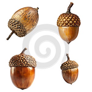 A collection of four acorns