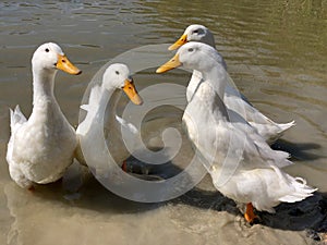 Collection of four heavy white Aylesbury Ducks