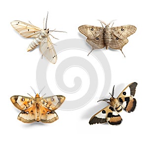 Collection of four moth specimens against transparent png background