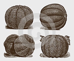 Collection of four muskmelon varieties, arranged symmetrically