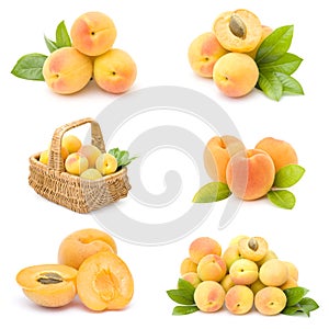 Collection of fresh apricot fruits