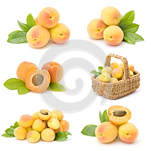 Collection of fresh apricot fruits