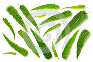 Collection of fresh eucalyptus leaves isolated on white, top view