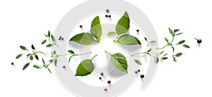 Collection of fresh herb leaves. thymeand basil Spices, herbs on a white table. Food design element on white background