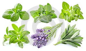 Collection of fresh herbs on white background