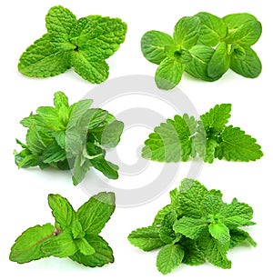 Collection for fresh mint photo