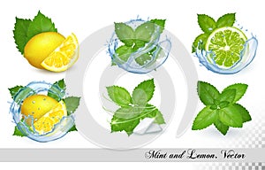 Collection of fresh mint and melissa leaves with lemon and lime in splash of water.