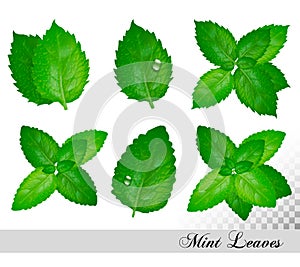 Collection of fresh mint and melissa leaves.