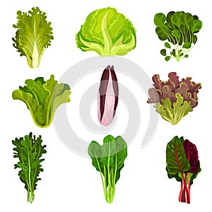 Collection of fresh salad leaves, radicchio, lettuce, spinach, arugula, rucola, mache, watercress, iceberg, collard