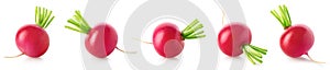 Collection of fresh small garden radishes on white background