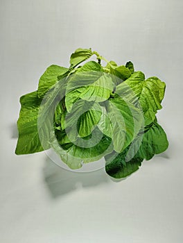 collection of fresh spinach leaves