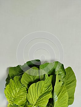 collection of fresh spinach leaves