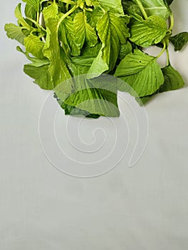 collection of fresh spinach leaves