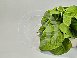 collection of fresh spinach leaves