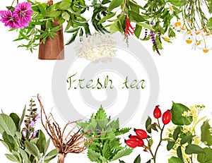 Collection of fresh tea plants