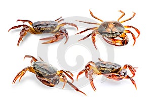 Collection Freshwater crab on white background.