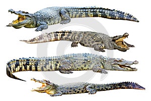 Collection of freshwater crocodile isolated on whi