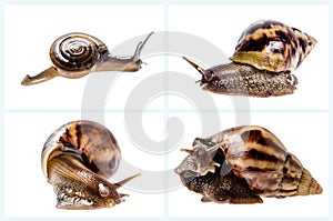 Collection of Garden snail isolated on white