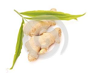 Collection of ginger root