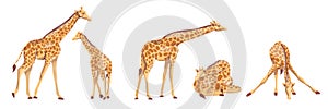 Collection of giraffes. Animals of Africa. Wild nature. Vector illustration