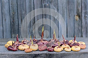 Collection of gladiolus bulbs on grey background