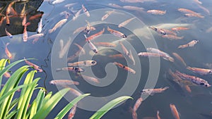 A collection of goldfish that can be found in rivers in the Bendhung Lepen tourist area photo